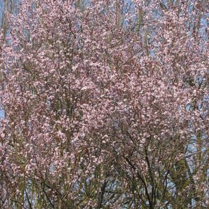 PRUNUS CERASIFERA NIGRA