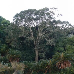 ILEX MITIS