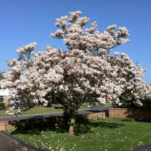 MAGNOLIA SOULANGIANA PURPUREA