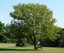 ACACIA CAFFRA