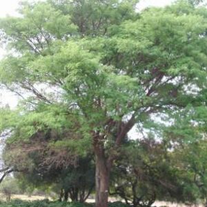 ACACIA GALPINII