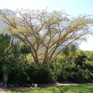 ACACIA SIEBERIANA