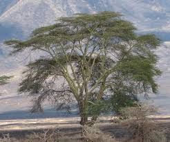ACACIA XANTHOPHLOEA