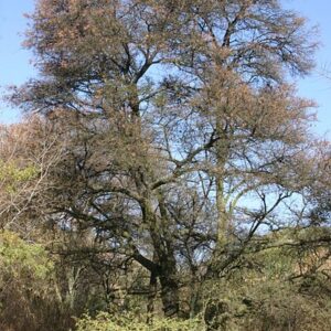 ACACIA KARROO