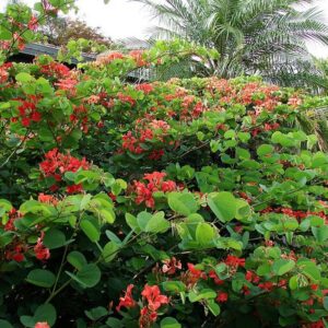 BAUHINIA GALPINII