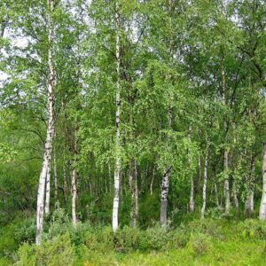 BETULA ALBA PENDULA