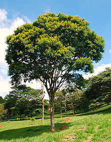 CAESALPINIA FERREA