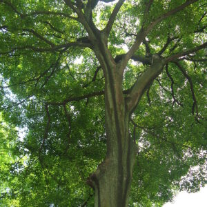 CELTIS SINENSIS