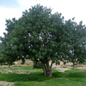 CERATONIA SILIQUA