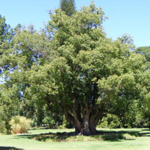 CINNAMONUM CAMPHORA