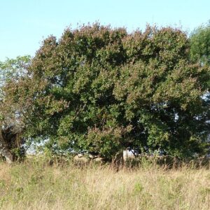 COMBRETUM KRAUSII