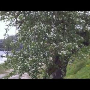 CRATAEGUS GRIGNONENSIS