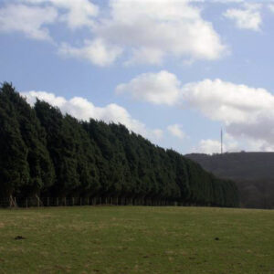 CUPRESSOCYPARIS LEYLANDII