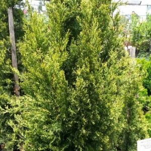 CUPRESSUS SEMPERVIRENS SWANES GOLD