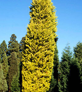 CUPRESSUS GOLD RYDER