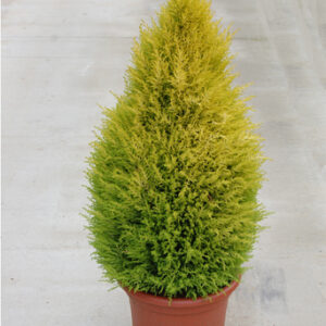 CUPRESSUS MACROCARPA WILMA