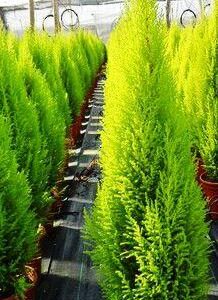 CUPRESSUS MACROCARPA GOLD CREST