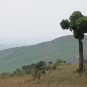 CUSSONIA PANICULATA