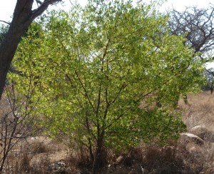 DODONEA ANGUSTIFOLIA