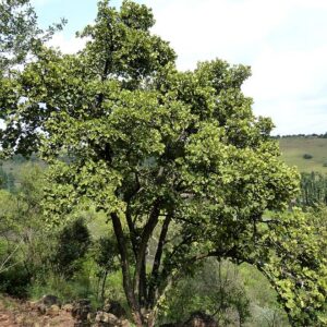 DOMBEYA ROTUNDIFOLIA