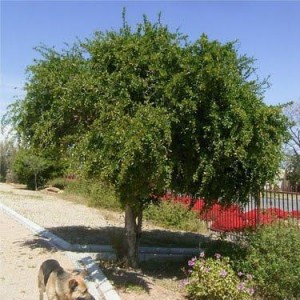 DOVYALIS CAFFRA