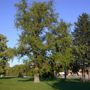 GINKO BILOBA