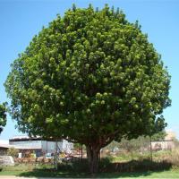HARPEPHYLLUM CAFFRUM