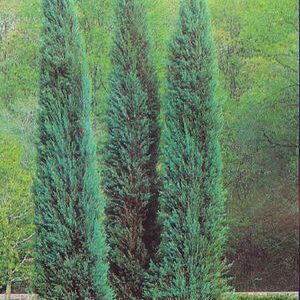 JUNIPERUS SCOPULORUM SKYROCKET
