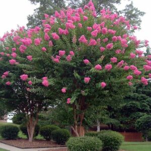 LAGERSTROEMIA INDICA VARIOUS