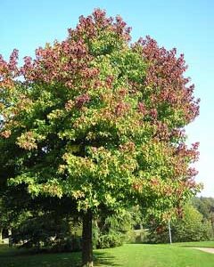 LIQUIDAMBAR STYRACIFLUA