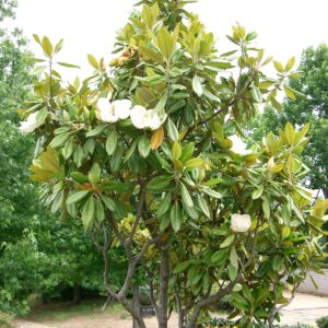 MAGNOLIA GRANDIFLORA
