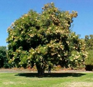 NUXIA FLORIBUNDA