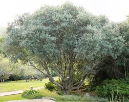 OLEA AFRICANA