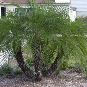 PHOENIX ROEBELLINII