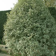 PITTOSPORUM GARNETTI