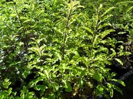 PITTOSPORUM EUGENOIDES LEMONWOOD