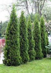 PLATYCLADUS ORIENTALIS GOLDEN ROCKET