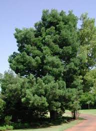 PODOCARPUS FALCATUS