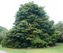 PODOCARPUS LATIFOLIOUS