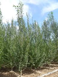 POPULUS SIMONII