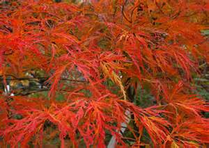 ACER PALMATUM