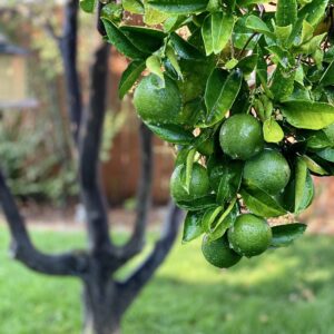 CITRUS LIME BEARS