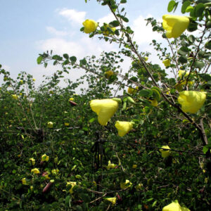 BAUHINIA TOMENTOSA