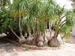 BEAUCARNEA RECURVATA (PONY PALM)