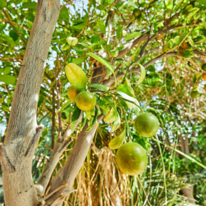 CITRUS VARIOUS