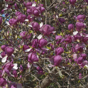 MAGNOLIA NIGRA