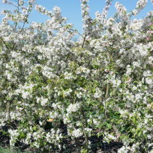 MALUS TOPSY WHITE