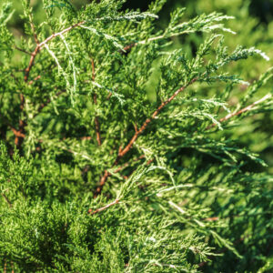 JUNIPERUS CHINENSIS VARIEGATA