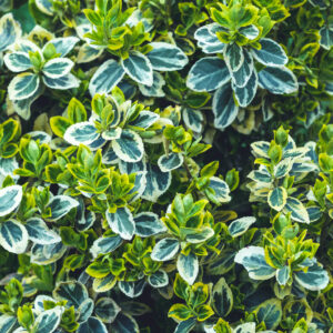 PITTOSPORUM TENUIFOLIUM VARIEGATA