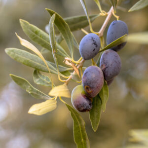OLIVE MISSION